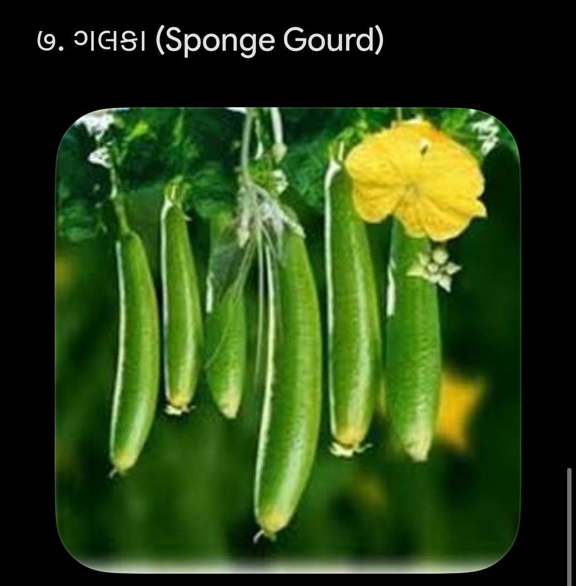 ગલકા -1 kg