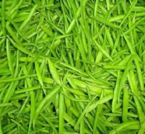 GUVAR