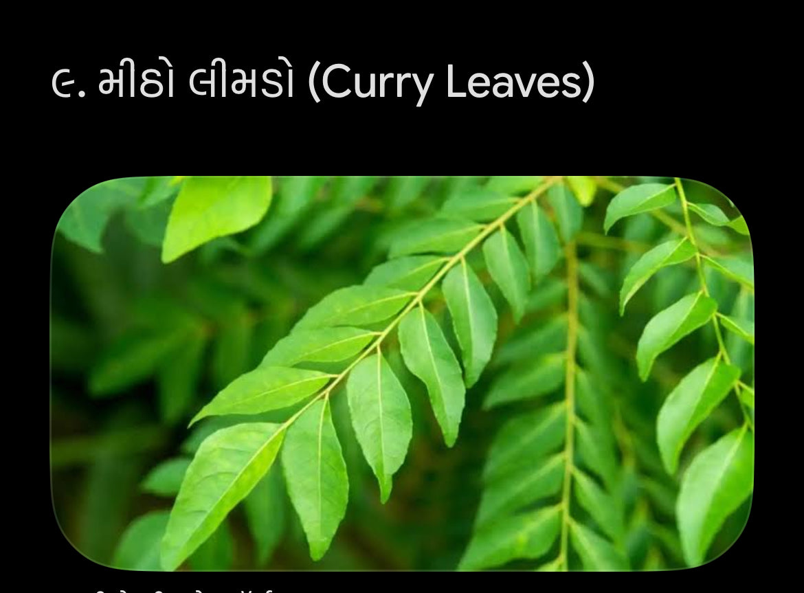 મીઠો લીમડો -1 kg