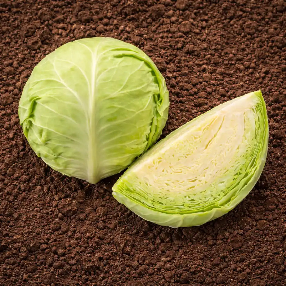 Cabbage