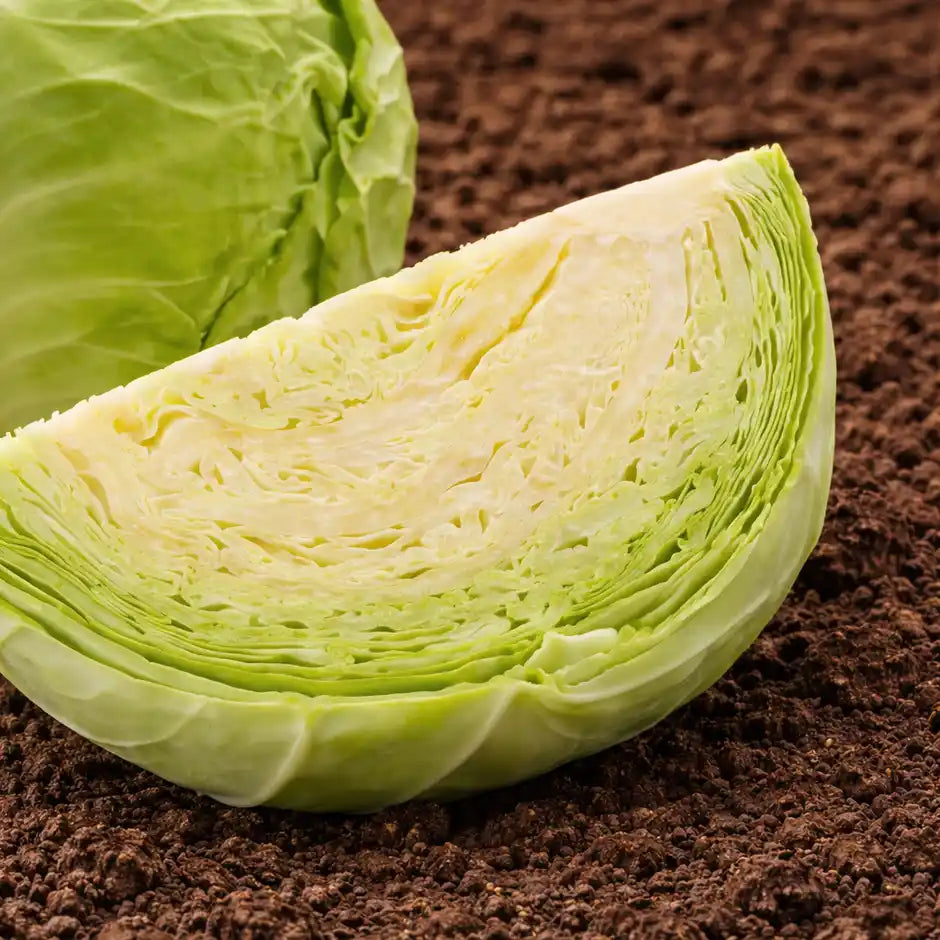 Cabbage