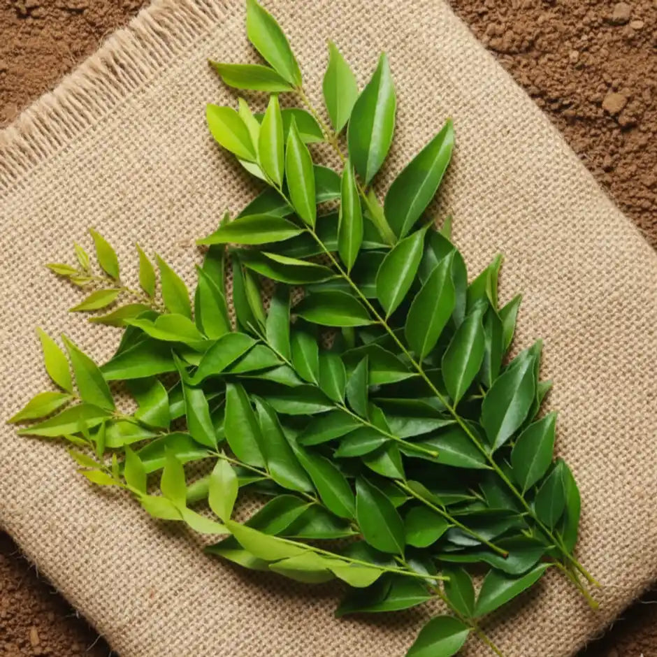 Organically Grown Curry Leaves