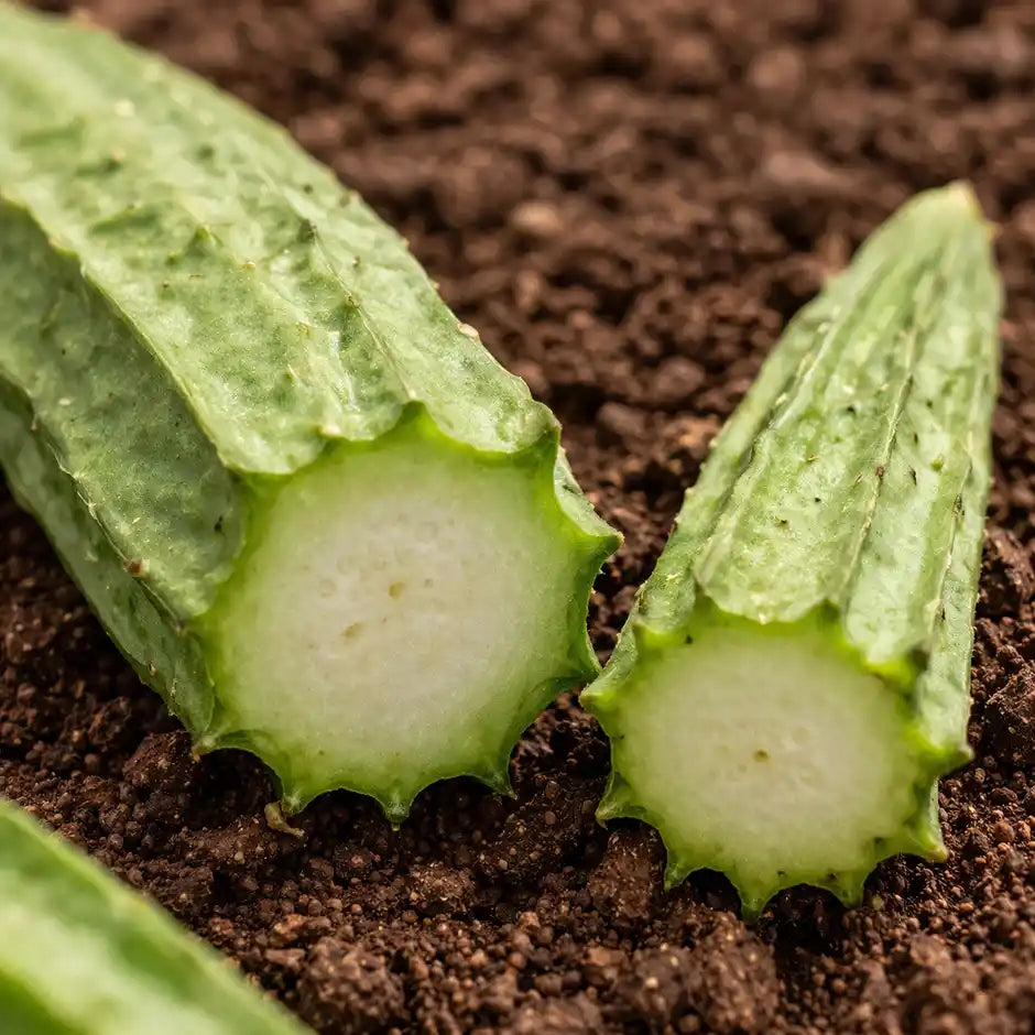 Ridge Gourd (TURIYAA)