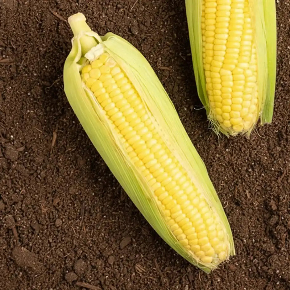 Sweet Corn (MAKAI)