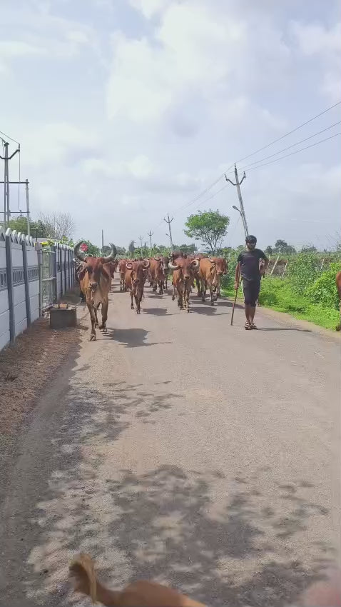 ઘી 1 kg- વિશ્વંતી નેચર્સ ગાય આધારિત પ્રાકૃતિક ફાર્મ. ગુંદા . રાજકોટ